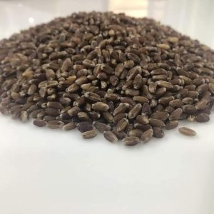 Black Wheat